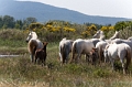 Poulains, Chevaux, Détails